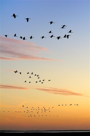 cranes at dawn